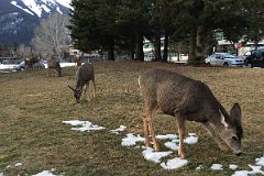 09C Mule Deer Eating Some Grass In The Heart Of Banff.jpg